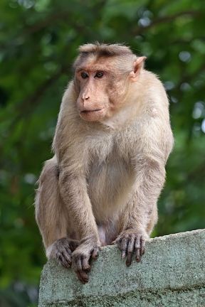 413px-Crab-eating_Macaque